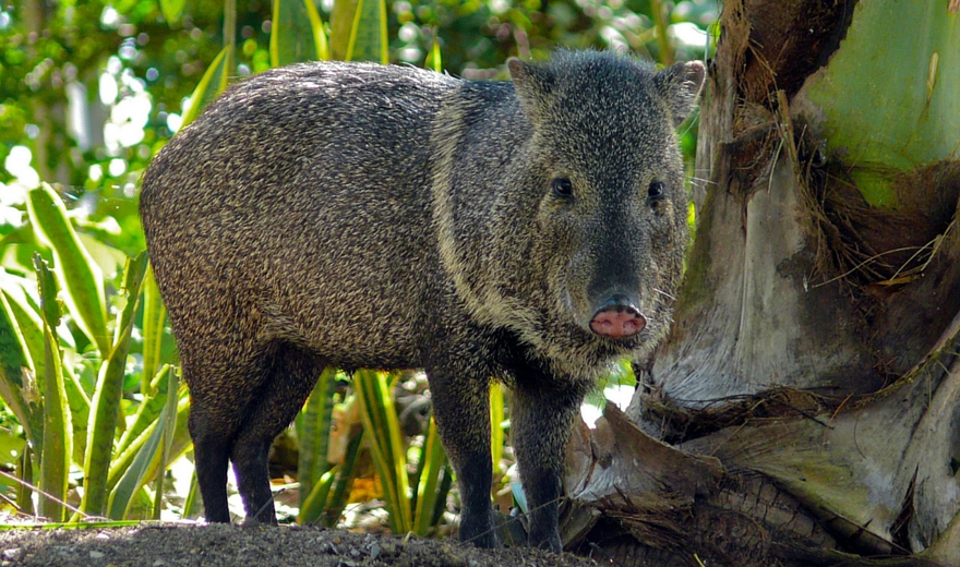 6 Unusual Animals To Look Out For In Costa Rica | GVI AUS