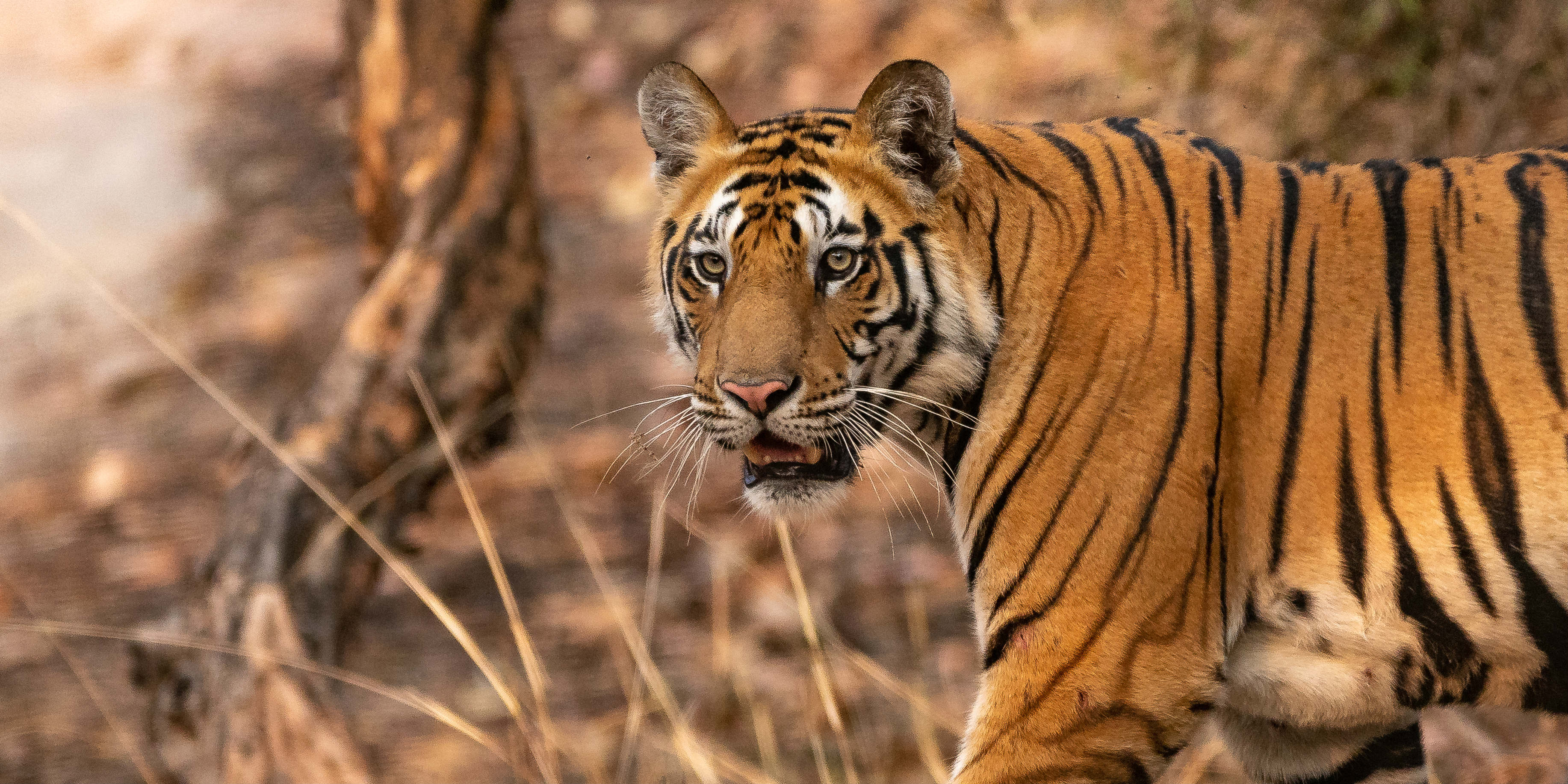 encounter-the-exotic-fauna-of-kerala-india-gvi-aus