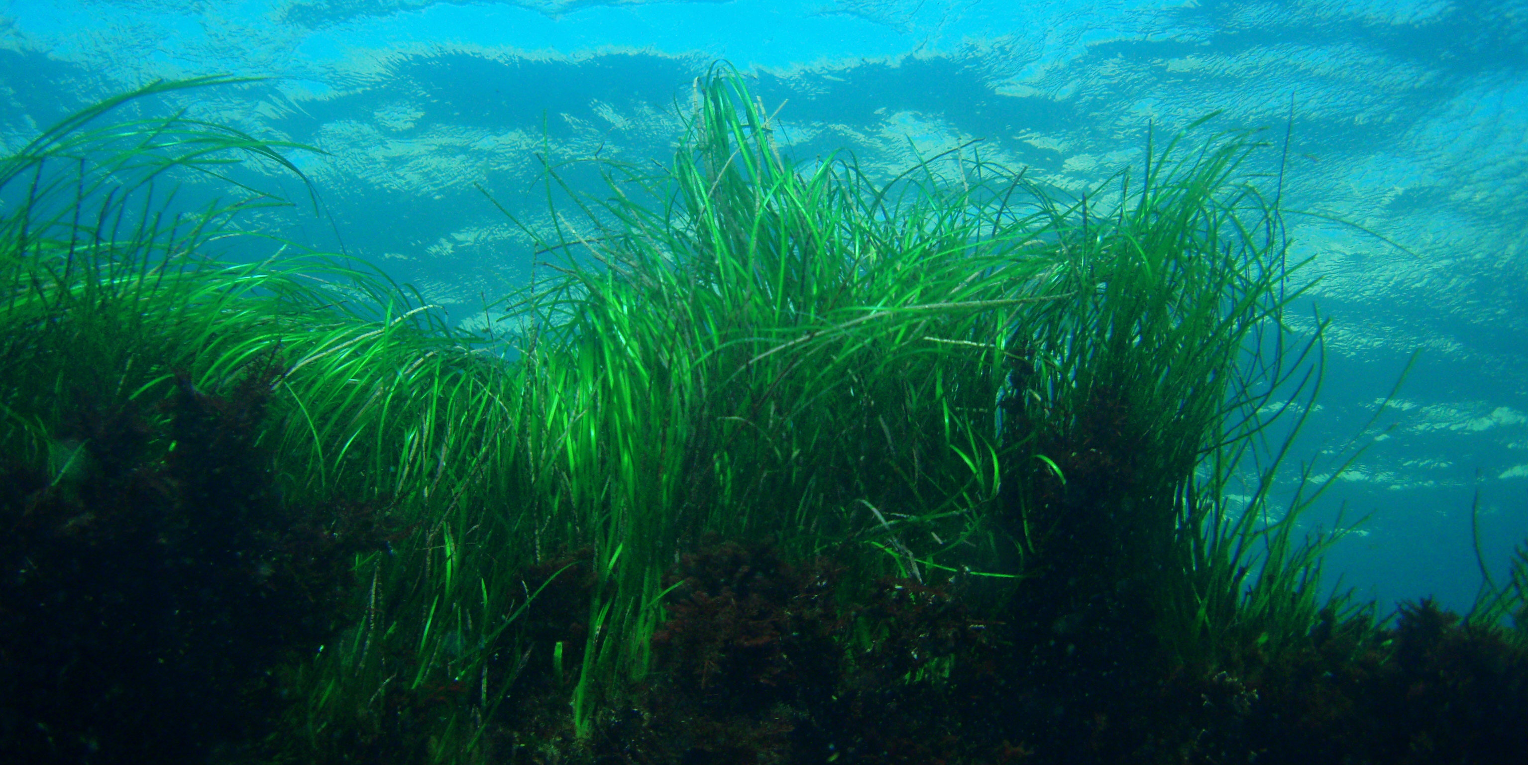 the-importance-of-seagrass-why-we-should-conserve-this-marine-habitat